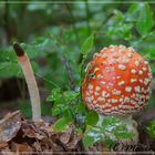 Ein Männlein steht im Walde