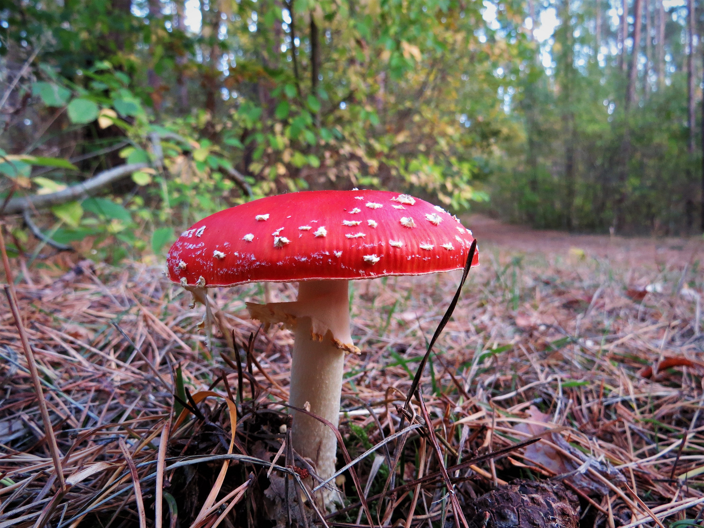 Ein Männlein steht im Walde