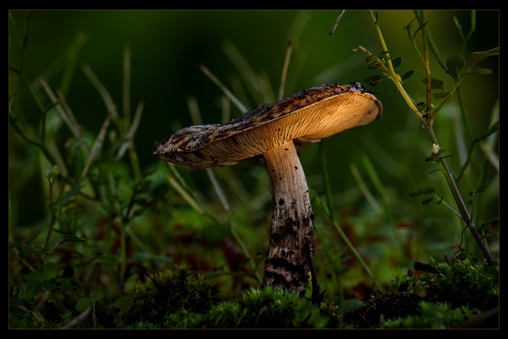 Ein Männlein steht im Walde