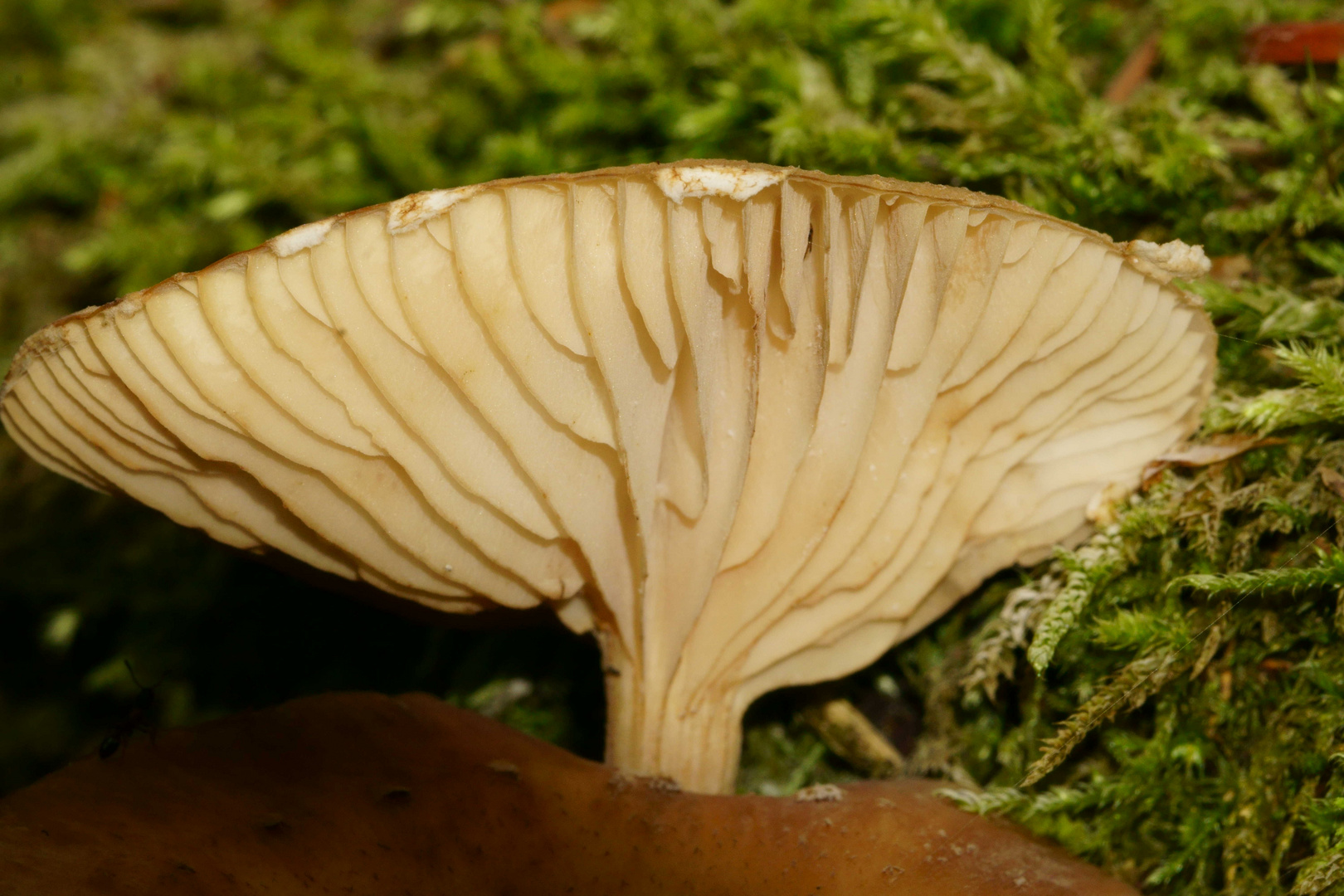 Ein Männlein steht im Walde...