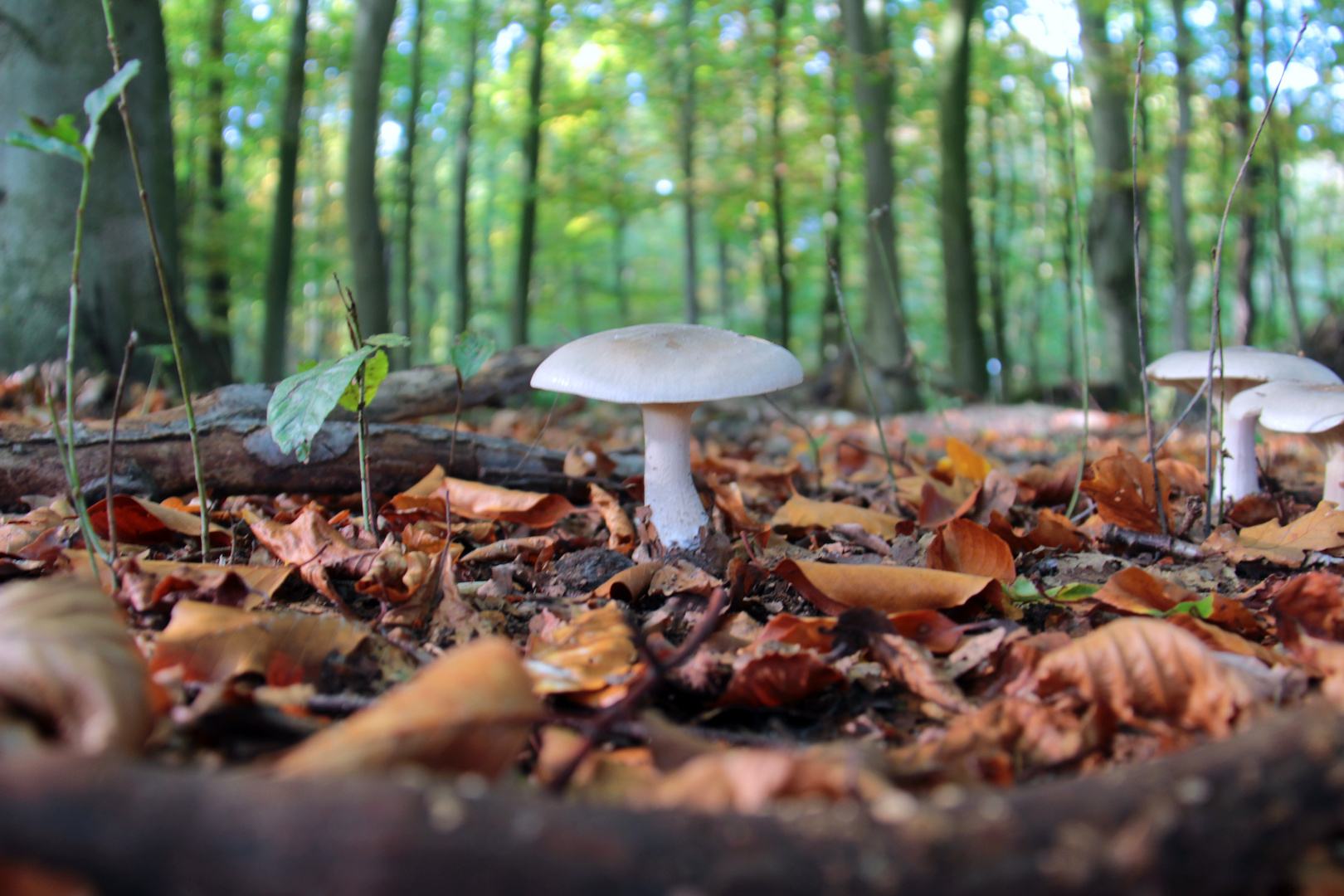 Ein Männlein steht im Walde...