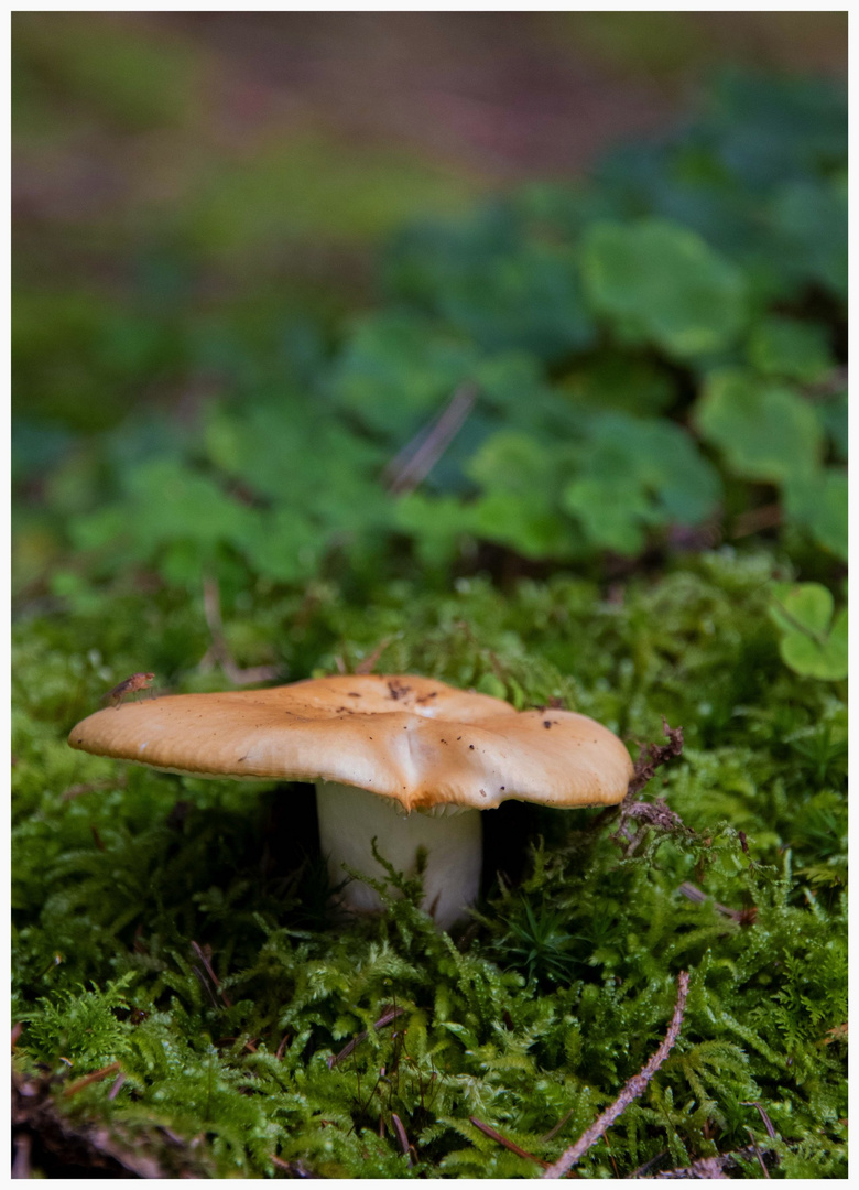 Ein Männlein steht im Walde 