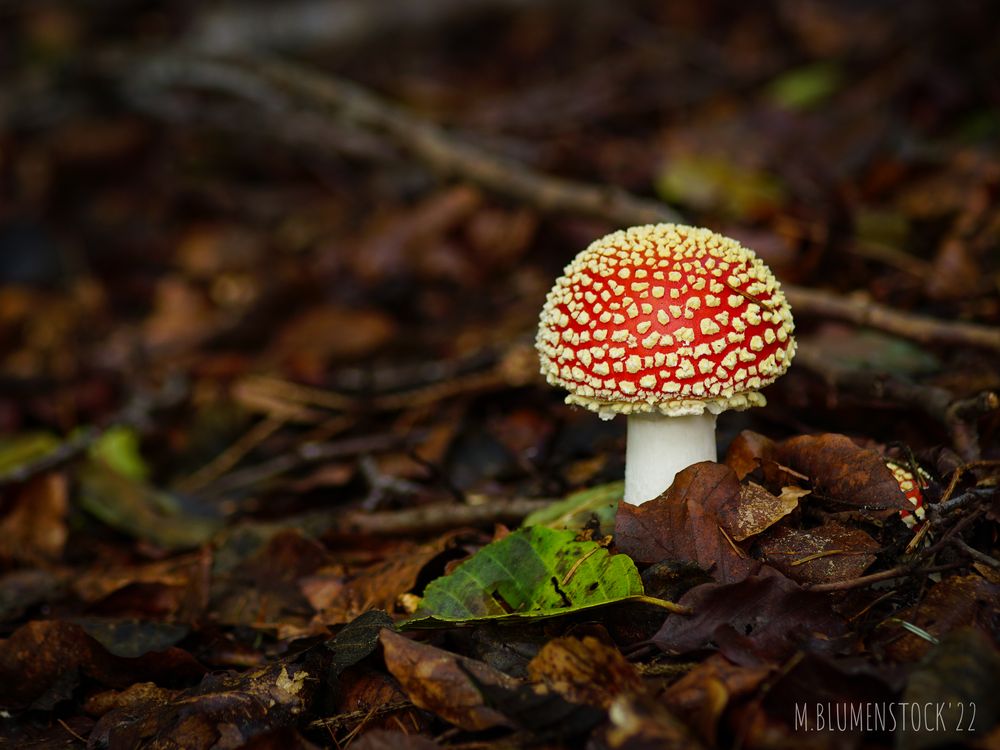 Ein Männlein steht im Walde...