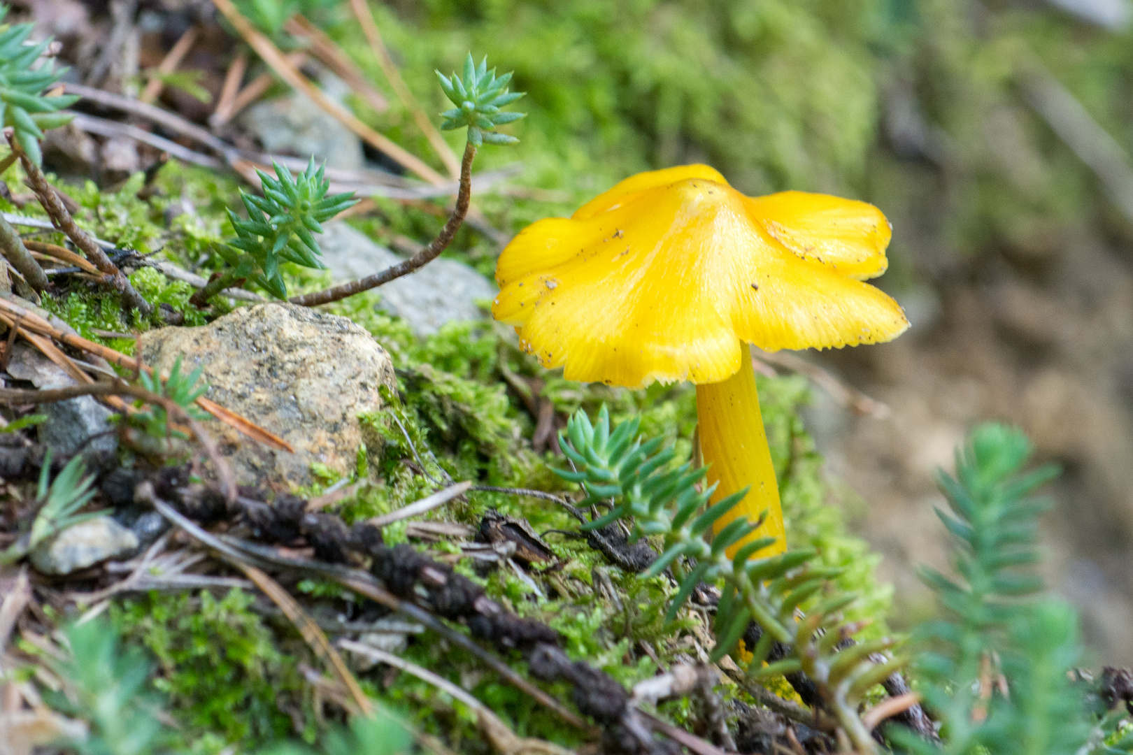 ein Männlein steht im Walde