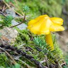 ein Männlein steht im Walde