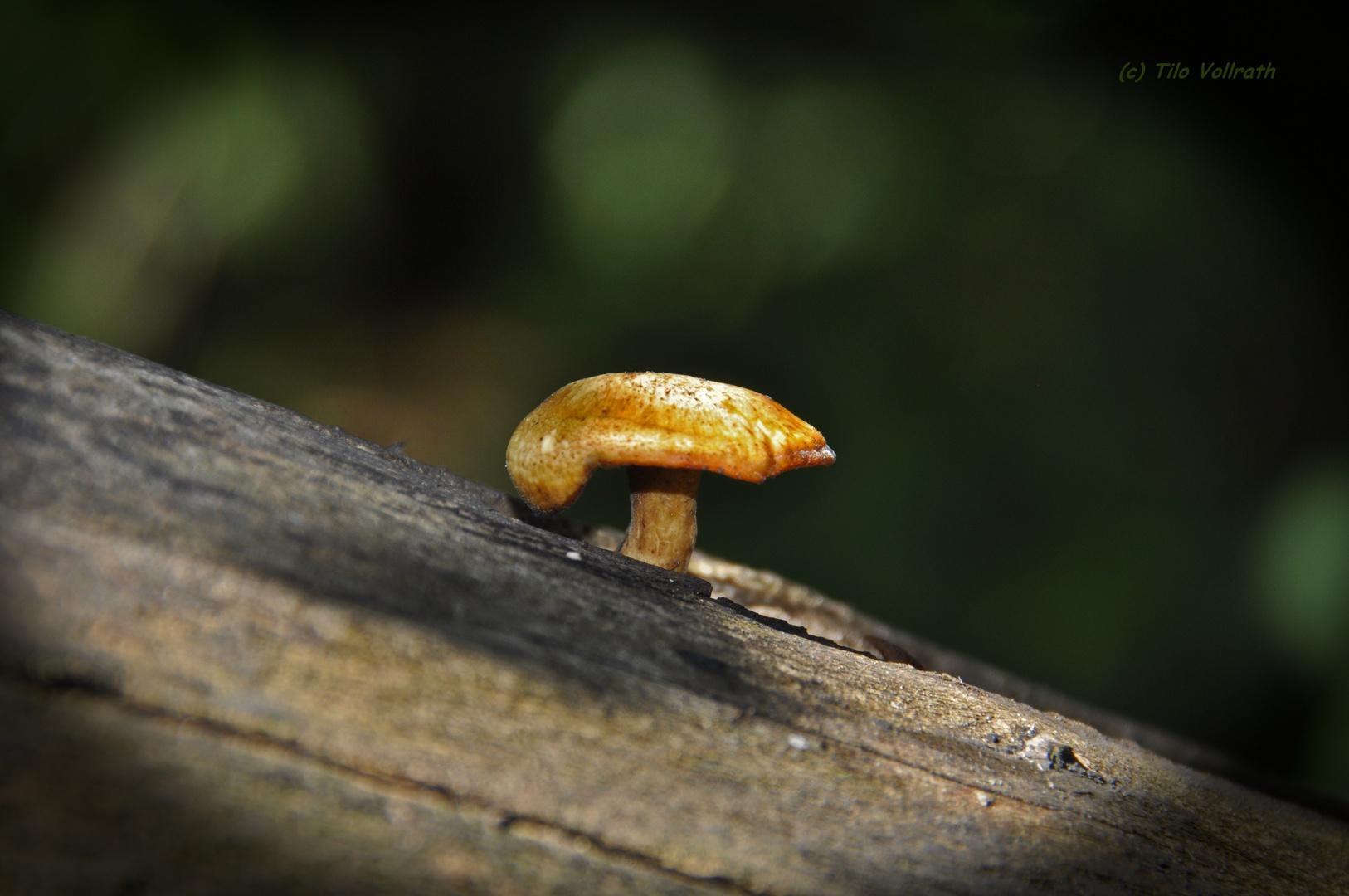 Ein Männlein steht im Walde .......