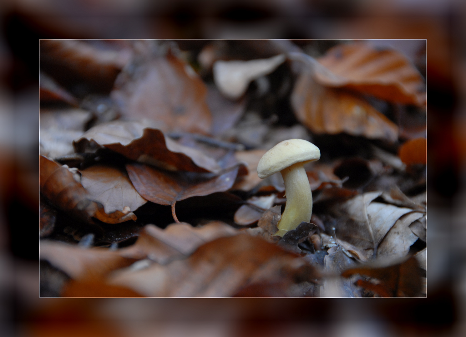 Ein Männlein steht im Walde