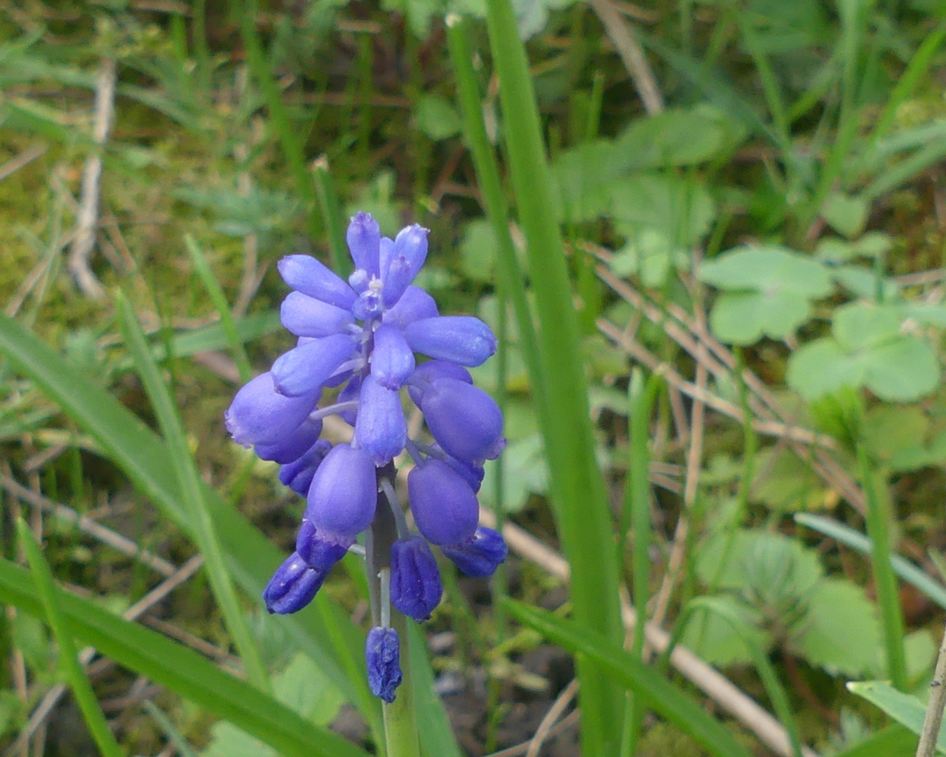 ein Männlein steht im Walde