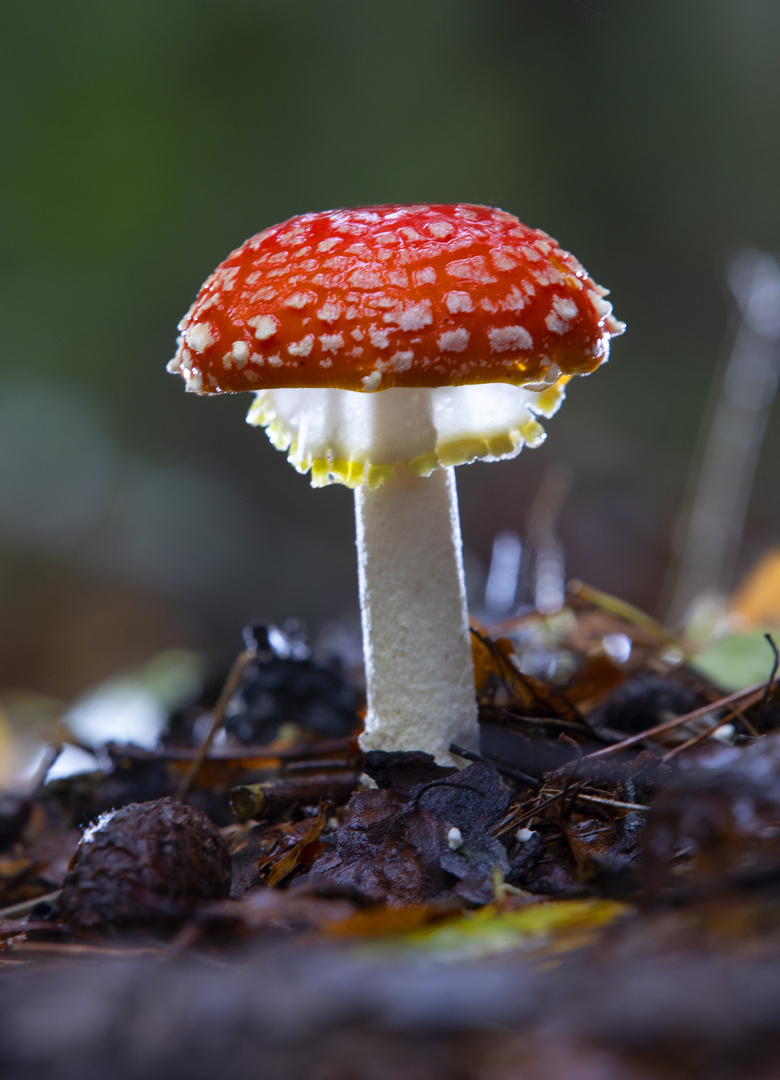 Ein Männlein steht im Walde