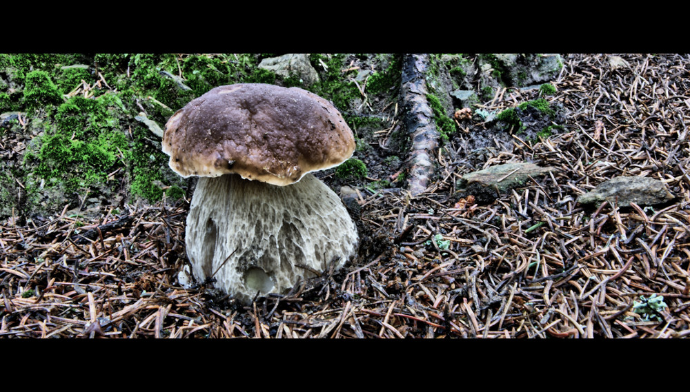 Ein Männlein steht im Walde....