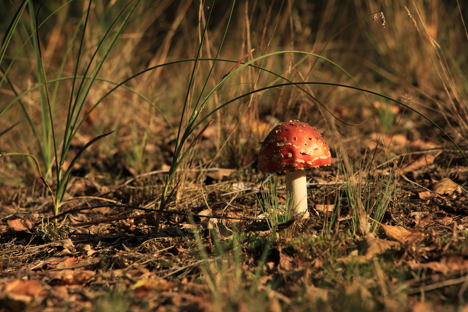 Ein Männlein steht im Walde ...