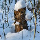 Ein Männlein steht im Walde ...