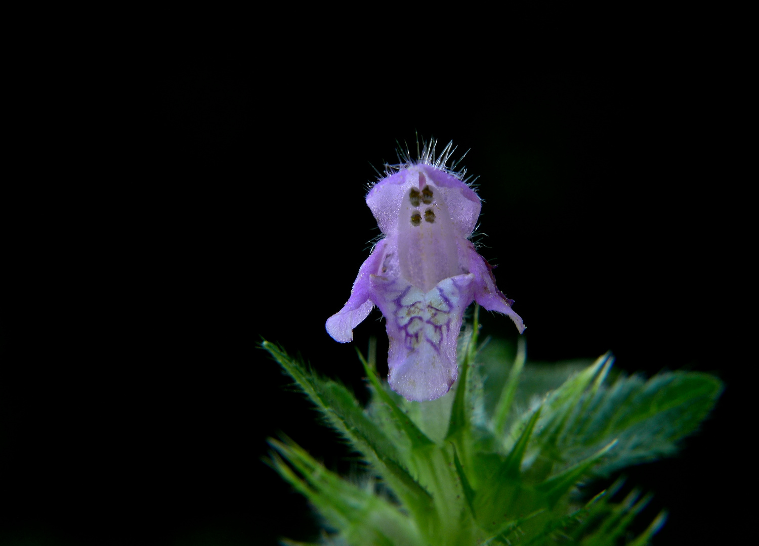 Ein Männlein steht im Walde