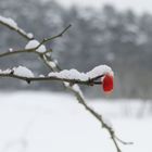 Ein Männlein steht im Walde...