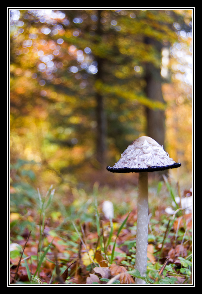 Ein Männlein steht im Walde