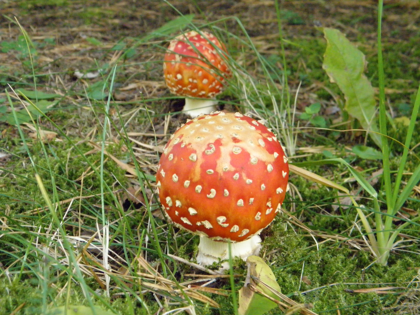 Ein Männlein steht im Walde...