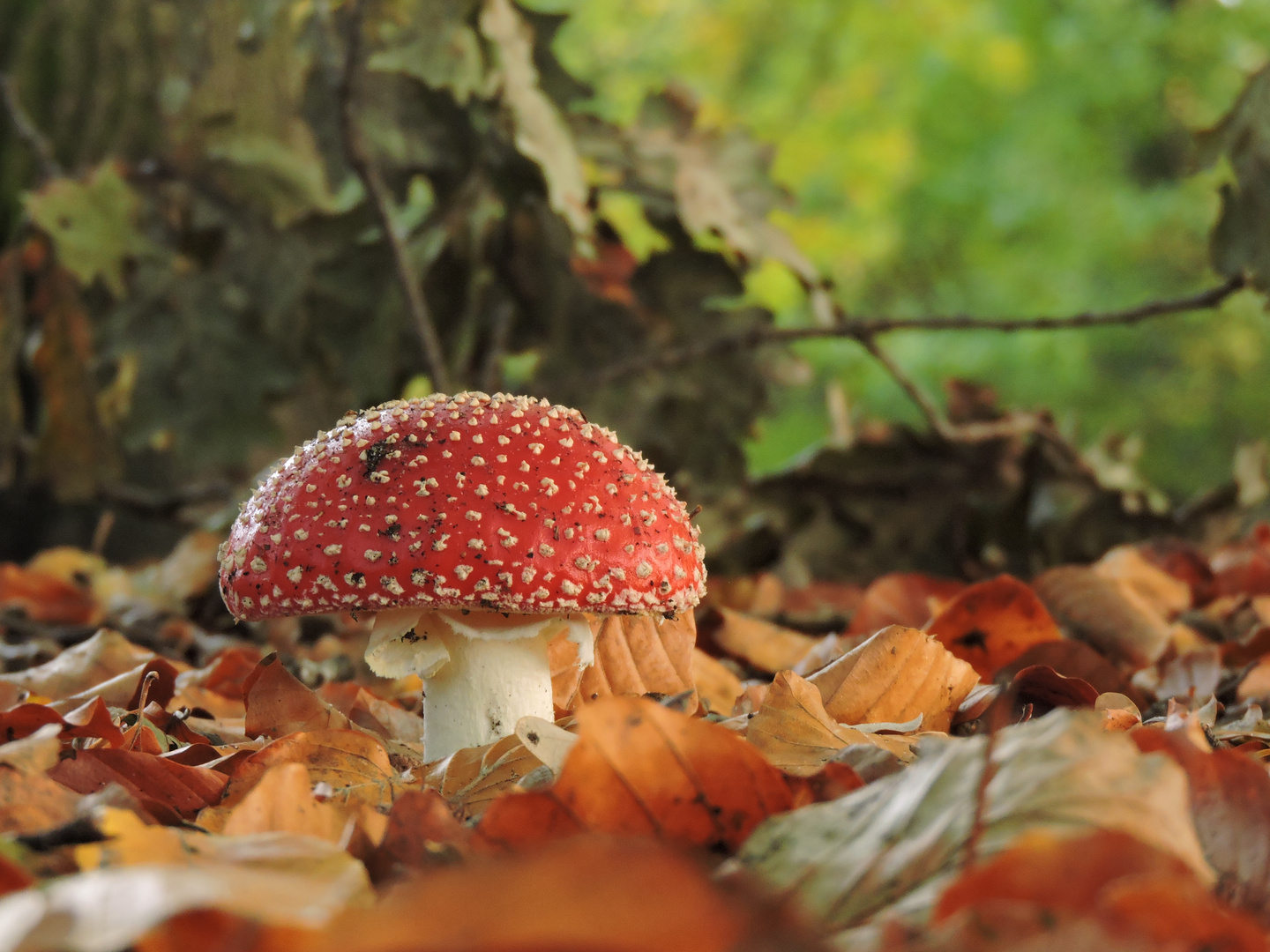 Ein Männlein steht im Walde....