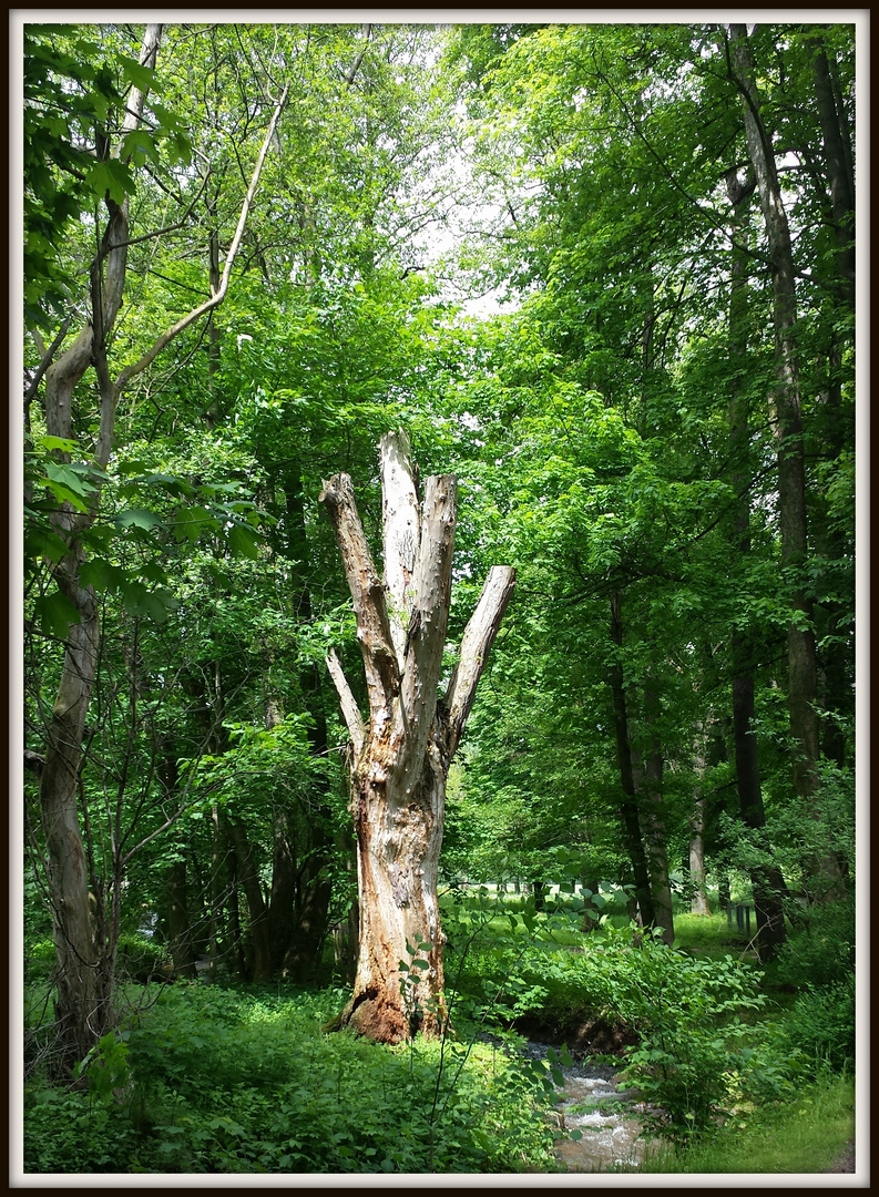 ein "Männlein" steht im Walde