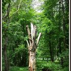 ein "Männlein" steht im Walde