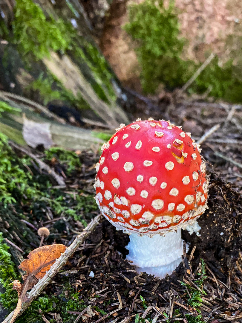 Ein Männlein steht im Walde...