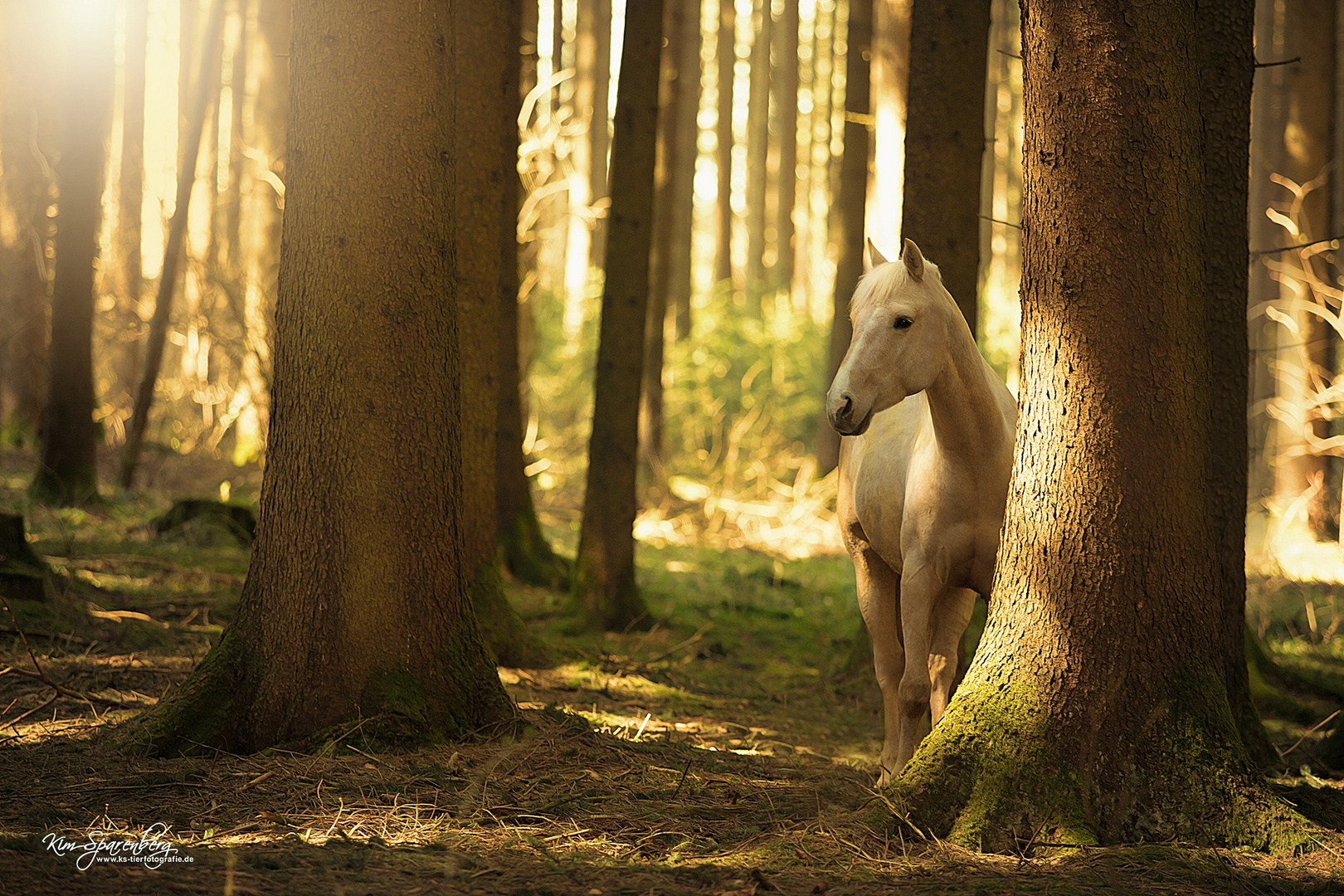 Ein Männlein steht im Walde