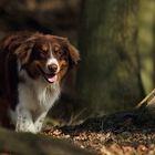 Ein Männlein steht im Walde ..........