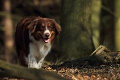 Ein Männlein steht im Walde ..........