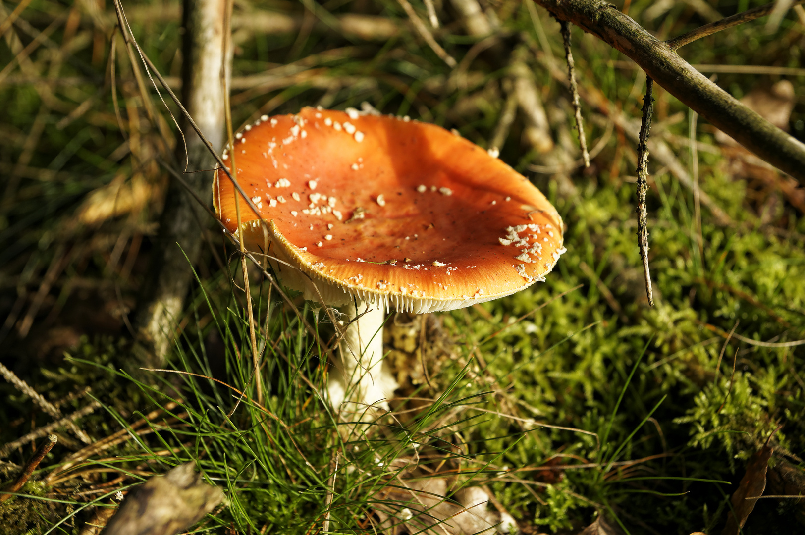 Ein Männlein steht im Walde...