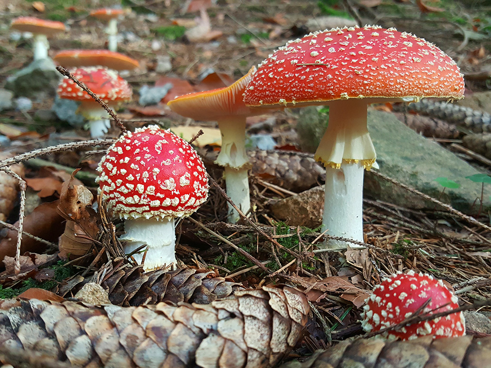 ein Männlein steht im Walde....., einer? viele !!!