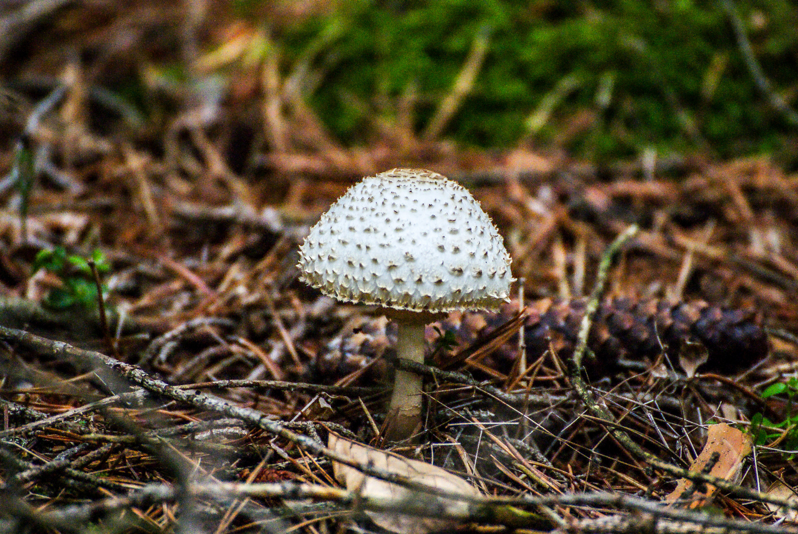 ein Männlein steht im Walde.....