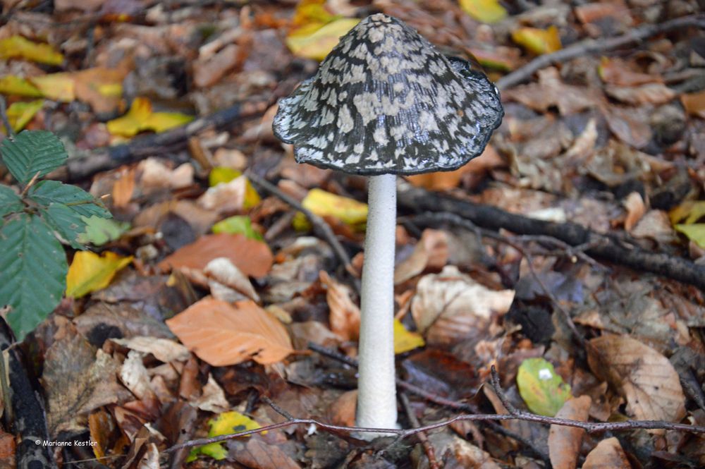 Ein Männlein steht im Walde