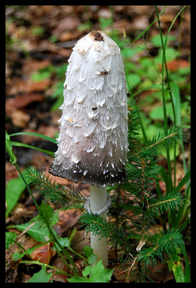 Ein Männlein steht im Walde