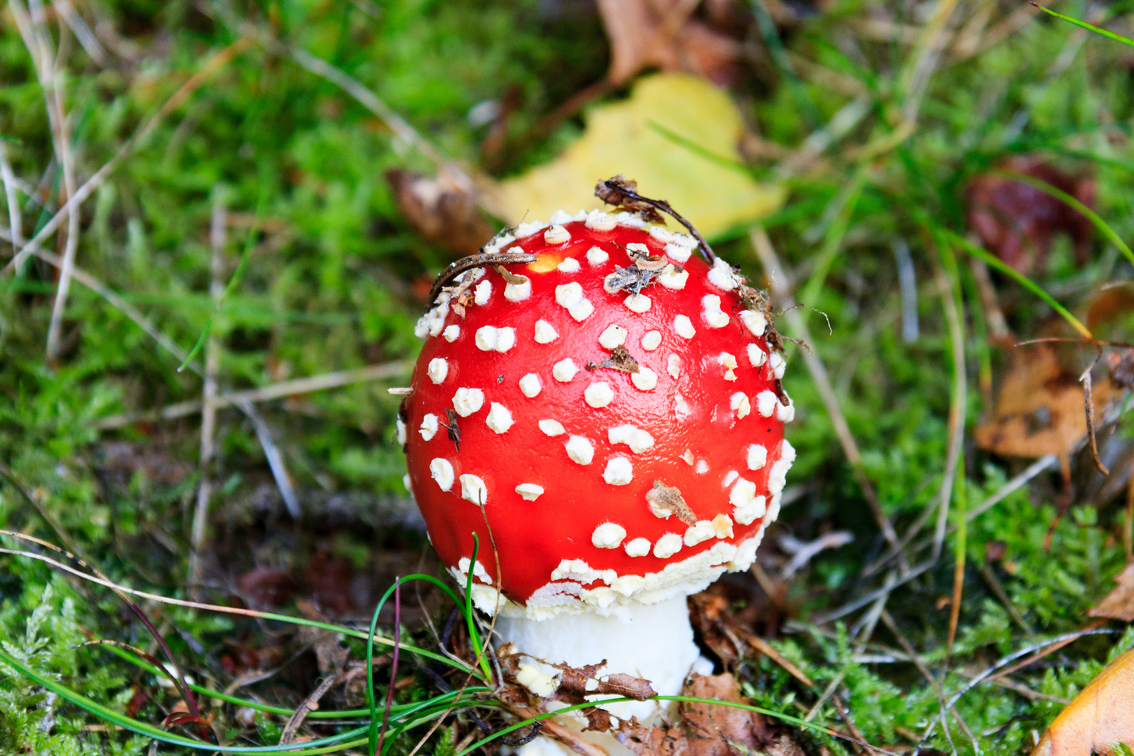 Ein Männlein steht im Walde