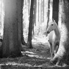 "Ein Männlein steht im Walde"