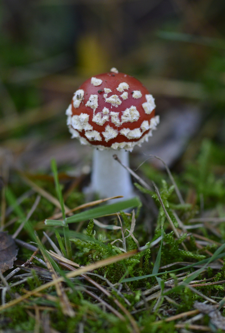 Ein Männlein steht im Walde