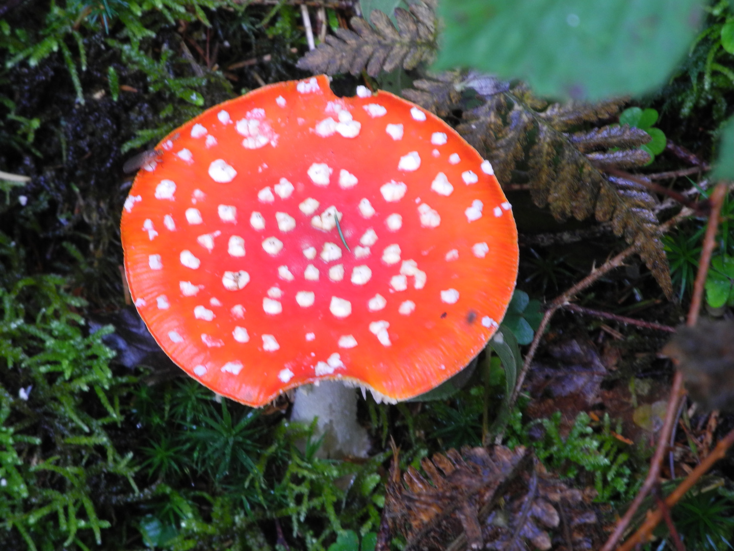 Ein Männlein steht im Walde (Fliegenpilz, Amanita muscaria)