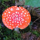 Ein Männlein steht im Walde (Fliegenpilz, Amanita muscaria)