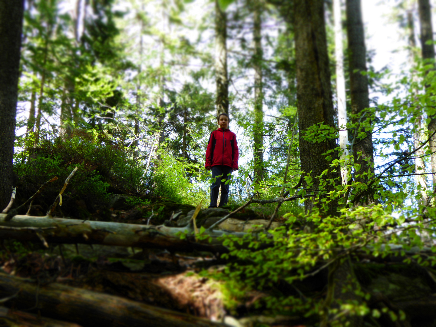 Ein Männlein steht im Walde ganz allein