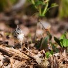 Ein Männlein steht im Walde ganz .........