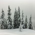 Ein Männlein steht im Walde ..... ganz Schnee und stumm