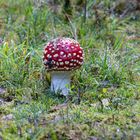 ein Männlein steht im Walde, ganz still und stumm