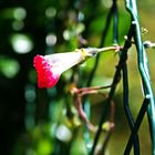 Ein Männlein steht im walde ganz still und stumm.