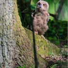 ein Männlein steht im Walde ganz still und stumm  ......