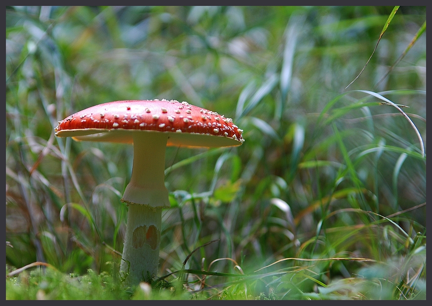 Ein Männlein steht im Walde ganz still und stumm ...