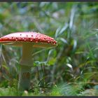 Ein Männlein steht im Walde ganz still und stumm ...