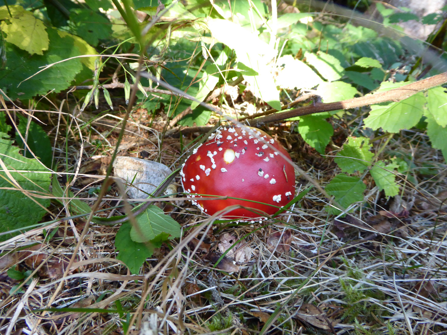 ein Männlein steht im Walde ganz still und stumm...