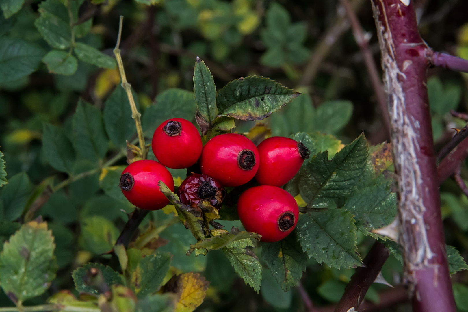 Ein Männlein steht im Walde ganz still und stumm.