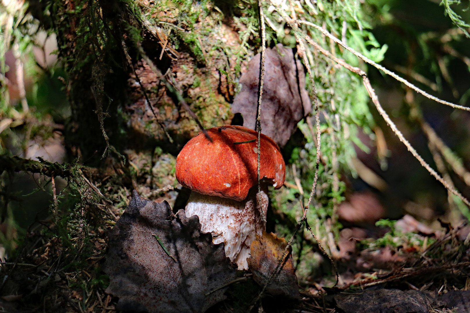 Ein Männlein steht im Walde ganz still und stumm. Und hat auf seinem Haupte rot Käpplein fein.