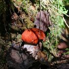 Ein Männlein steht im Walde ganz still und stumm. Und hat auf seinem Haupte rot Käpplein fein.