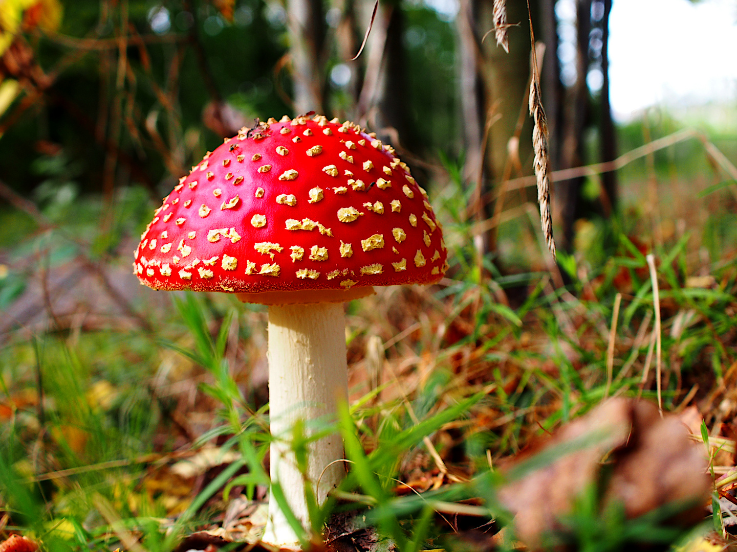 Ein Männlein steht im Walde I